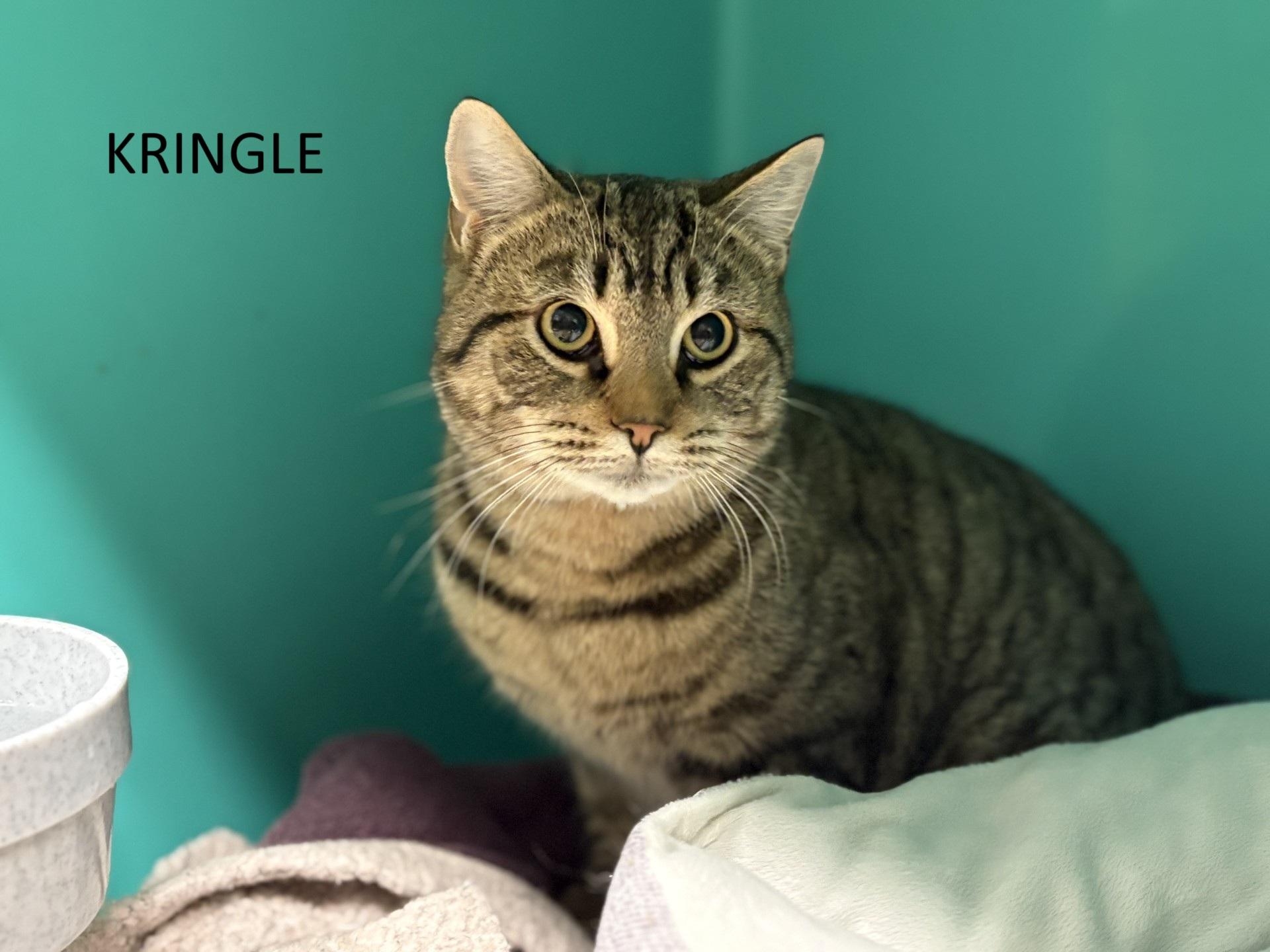 Enlarge Kringle, a ADOPTABLE Domestic Short Hair in Vernon, NJ image 1/1