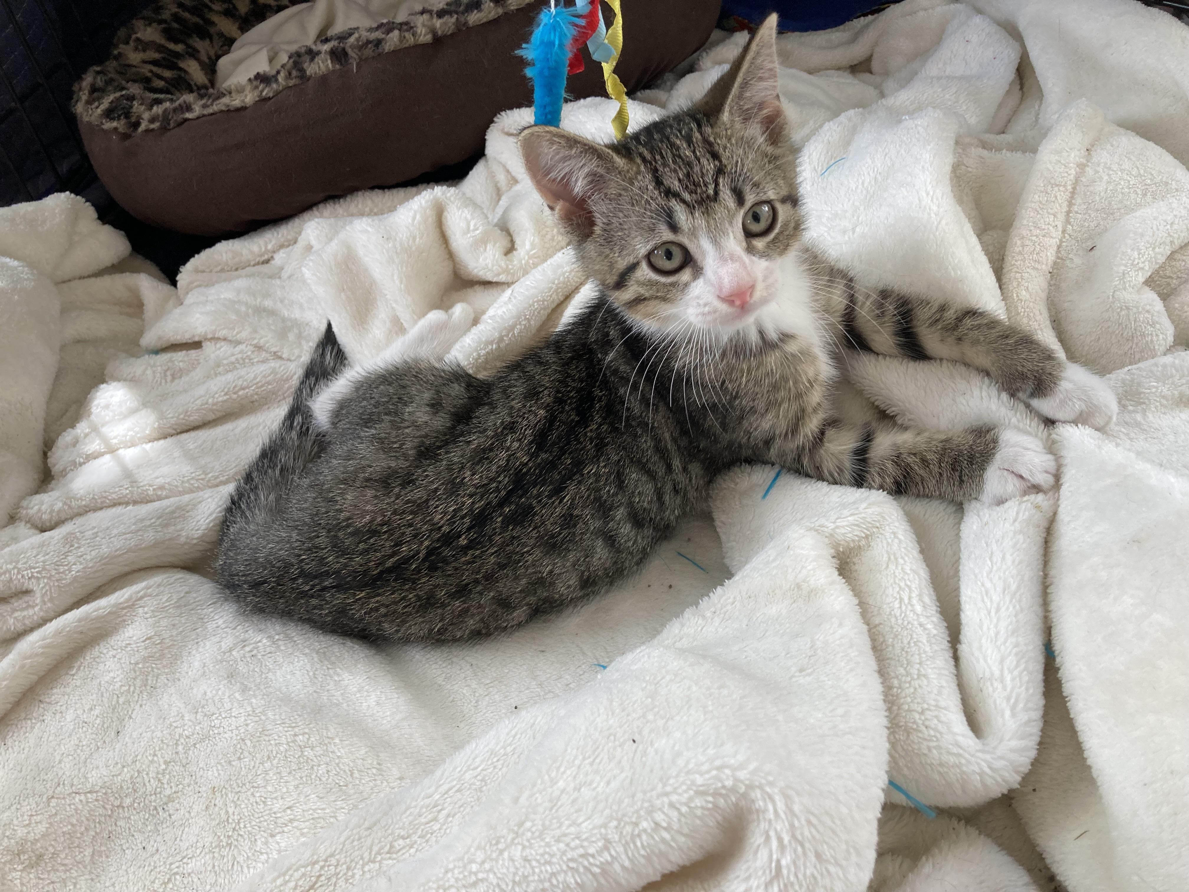 Enlarge Cashew, a Adoptable Domestic Short Hair in Bonita Springs, FL image 1/1