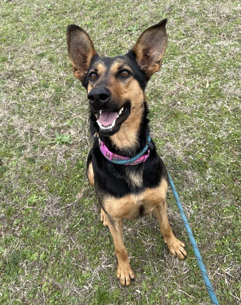 Enlarge AMARA, a Adoptable mixed breed in Lexington, TN image 1/6