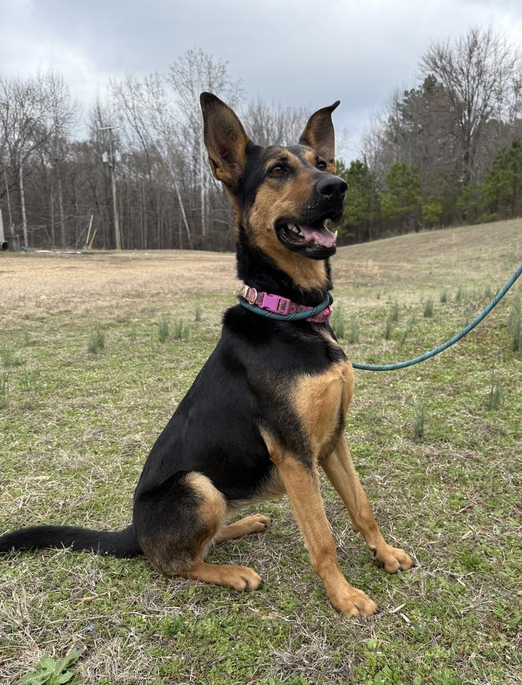 Enlarge AMARA, a Adoptable mixed breed in Lexington, TN image 2/6