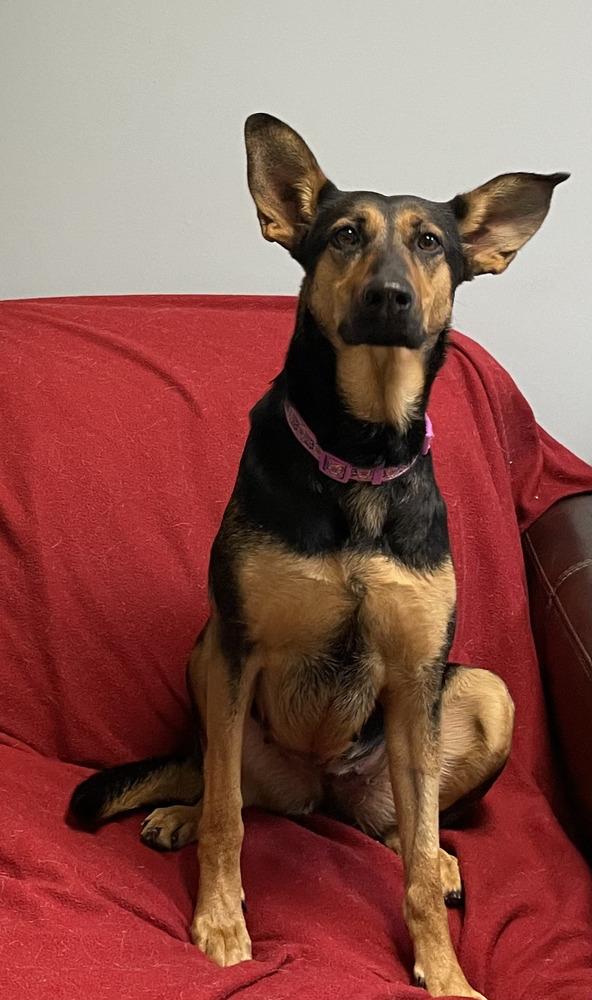 AMARA, Adoptable, Adult Female Shepherd.