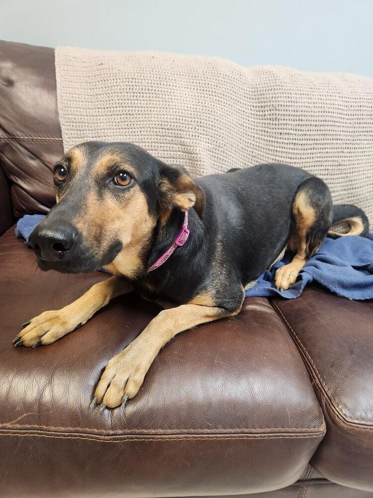 Enlarge AMARA, a Adoptable mixed breed in Lexington, TN image 1/1