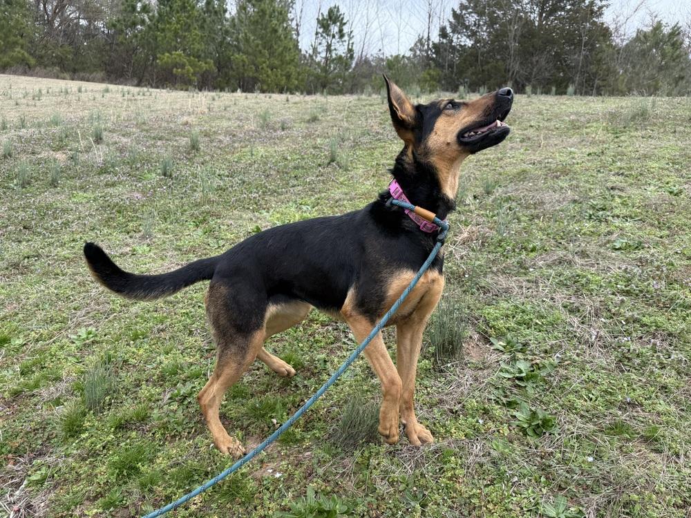 Enlarge AMARA, a Adoptable mixed breed in Lexington, TN image 6/6