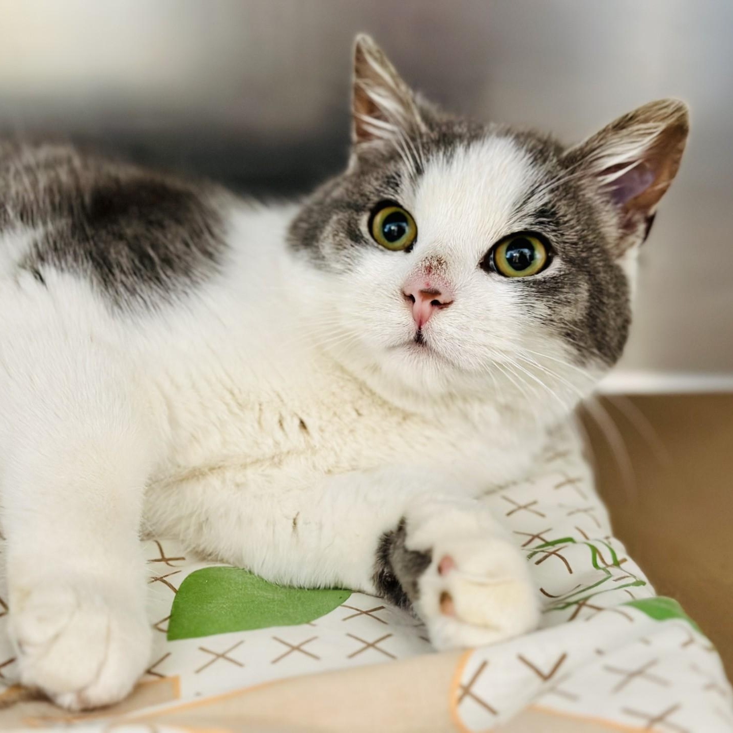 Smudge , adopted, Adult Male Domestic Short Hair.