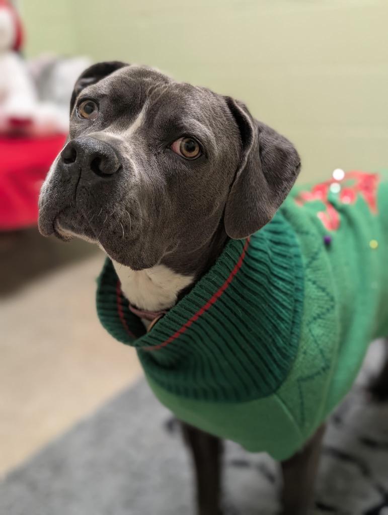 Enlarge Monty, a Adoptable mixed breed in Defiance, OH image 2/6