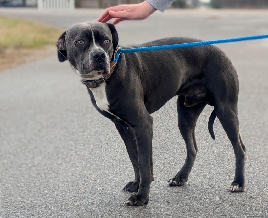 Enlarge Monty, a Adoptable mixed breed in Defiance, OH image 4/6