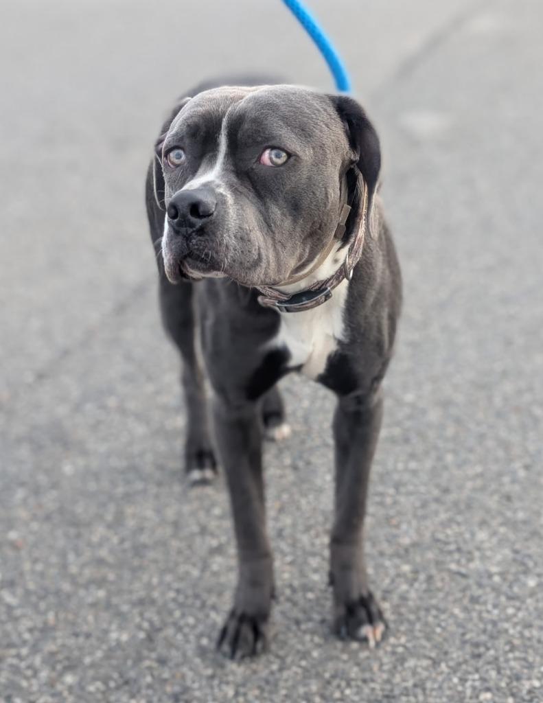 Enlarge Monty, a Adoptable mixed breed in Defiance, OH image 5/6