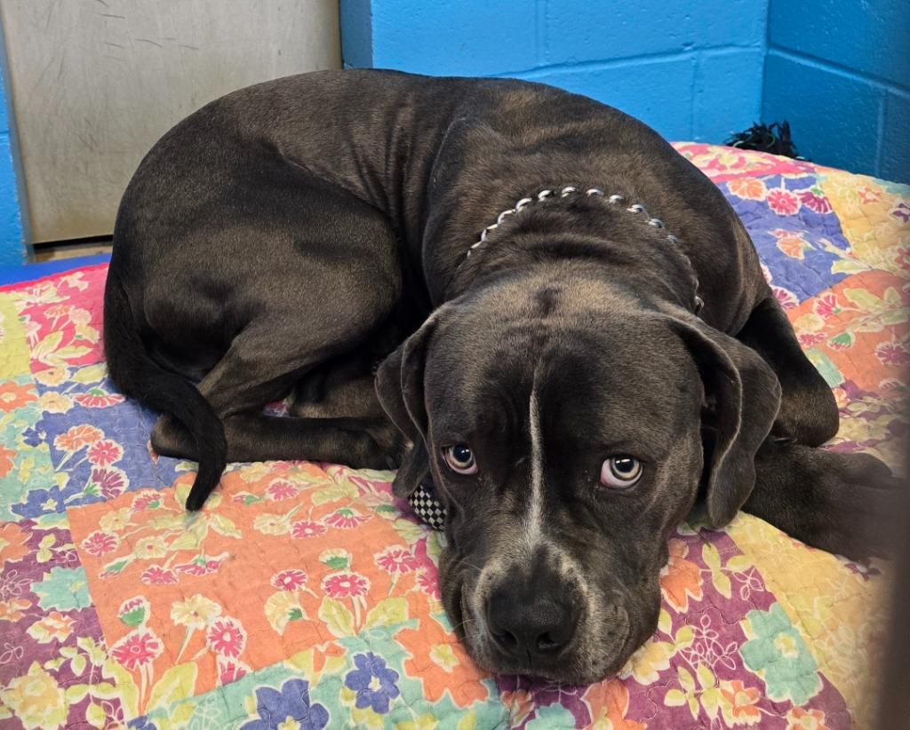 Enlarge Monty, a Adoptable mixed breed in Defiance, OH image 6/6