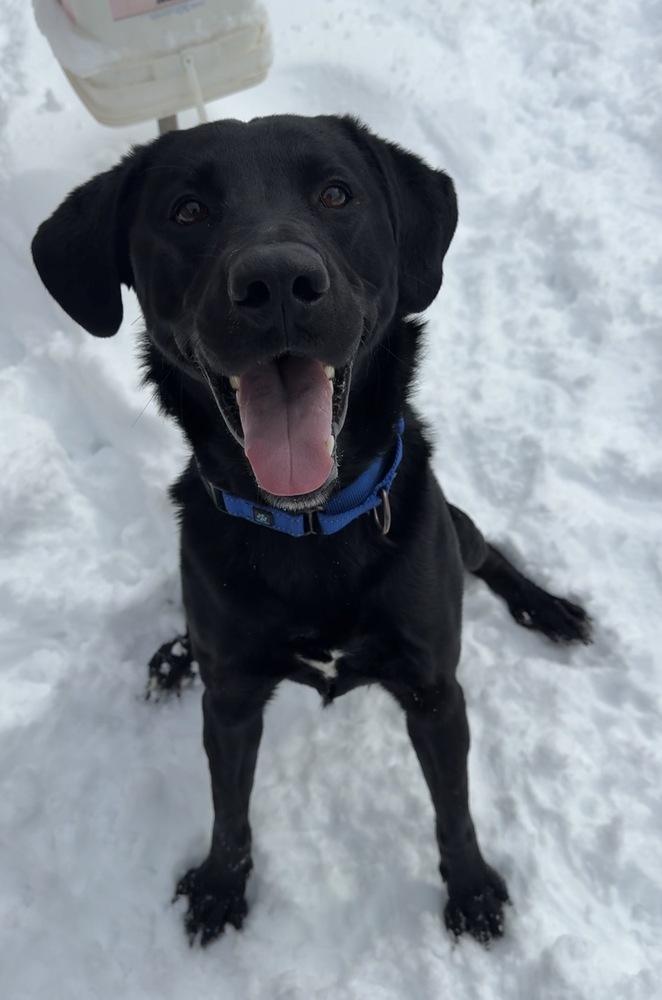 Arthur, Adoptable, Adult Male Labrador Retriever.