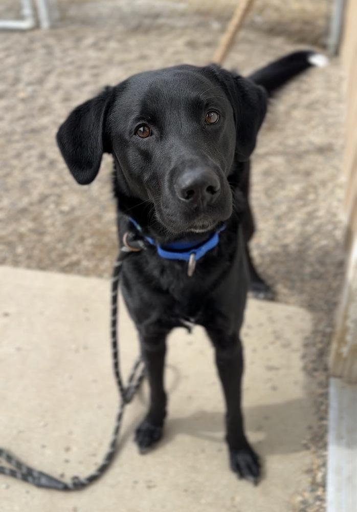 Enlarge Arthur, a Adoptable mixed breed in Bemidji, MN image 1/1