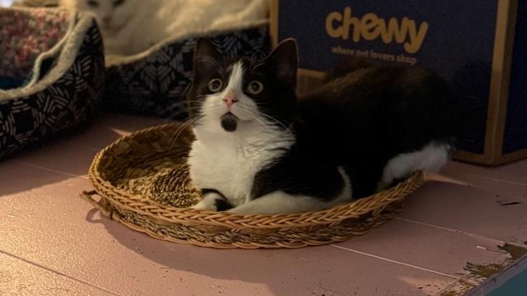 Enlarge Binnie, a ADOPTABLE Domestic Short Hair in Whitewater, WI image 5/5