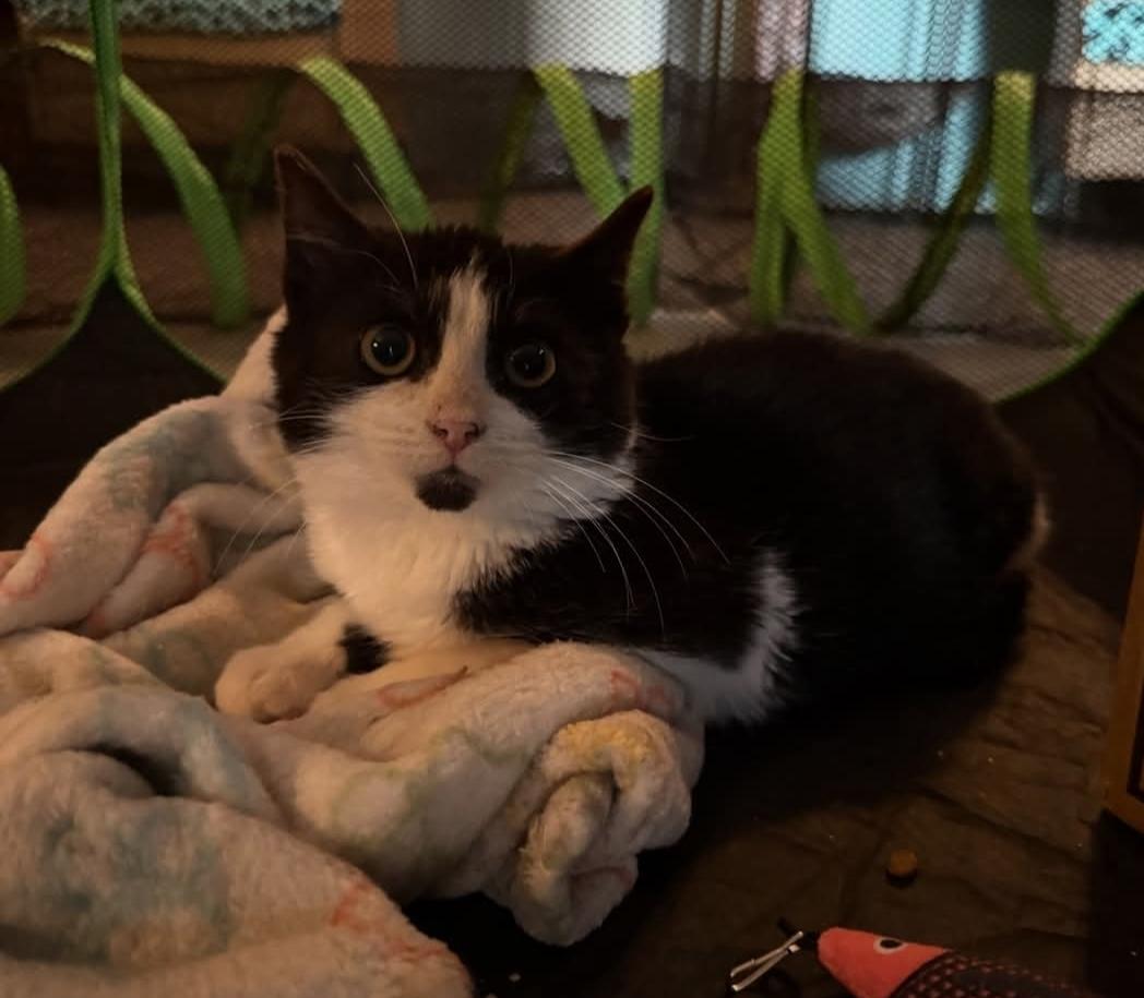 Enlarge Binnie, a ADOPTABLE Domestic Short Hair in Whitewater, WI image 2/5