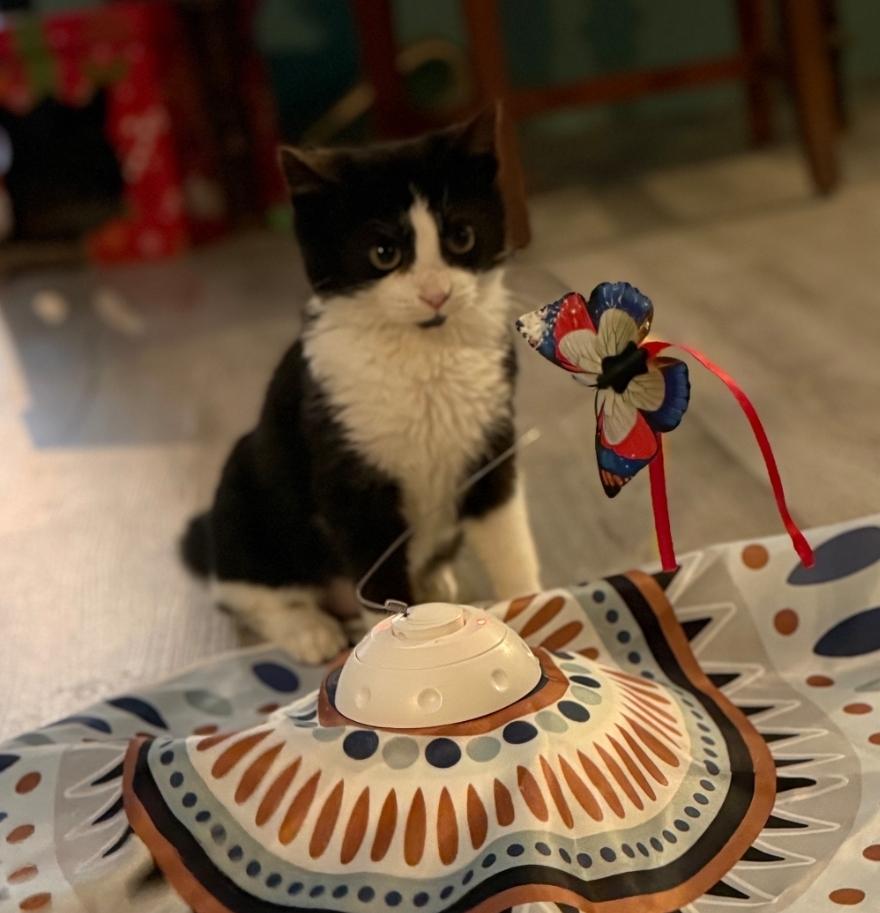 Enlarge Binnie, a ADOPTABLE Domestic Short Hair in Whitewater, WI image 1/5