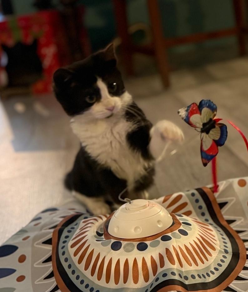 Enlarge Binnie, a ADOPTABLE Domestic Short Hair in Whitewater, WI image 4/5