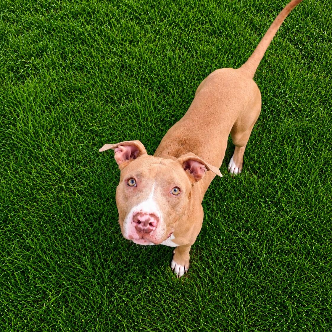 Enlarge Sugar Mama, a ADOPTABLE American Staffordshire Terrier in CLARKSVILLE, TN image 2/2