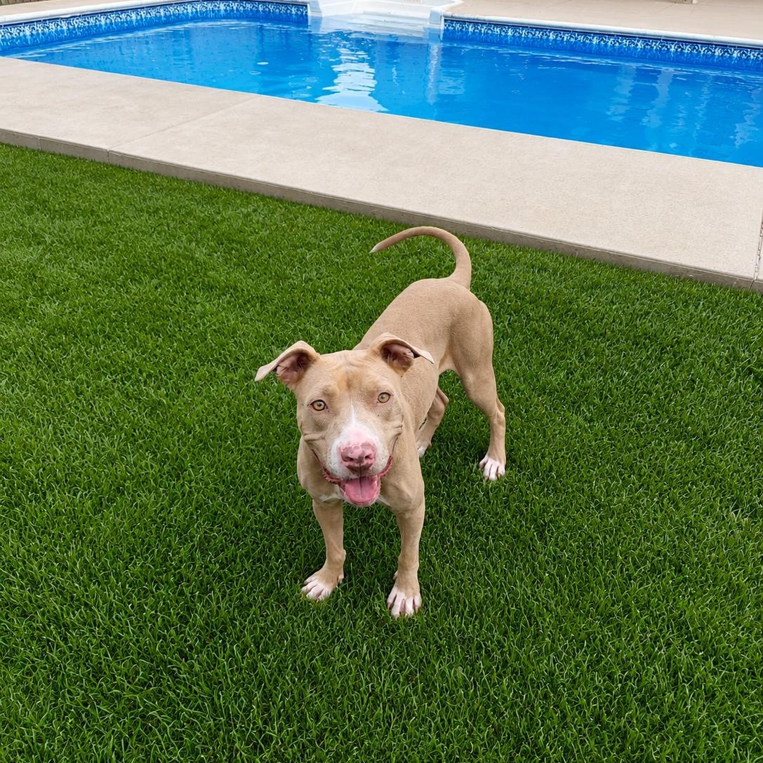 Sugar Mama, ADOPTABLE, Adult Female American Staffordshire Terrier.