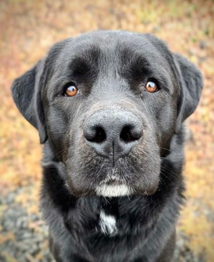 Otter, Adoptable, Young Male Labrador Retriever & Mixed Breed.