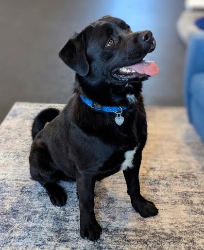 Enlarge Otter, a Adoptable mixed breed in Portola, CA image 2/3