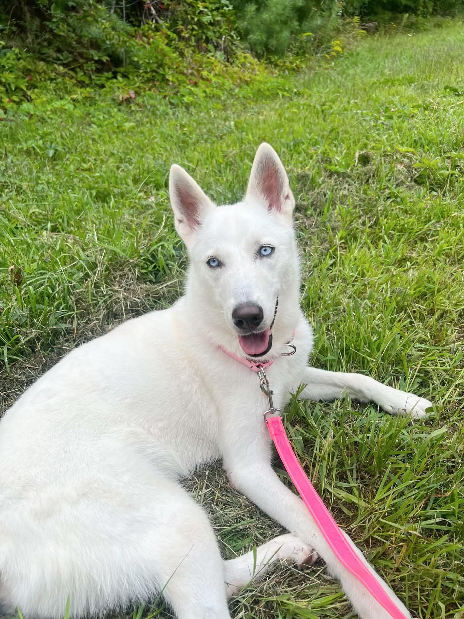 Enlarge MARISSA, a ADOPTABLE mixed breed in Kennebunk , ME image 2/6