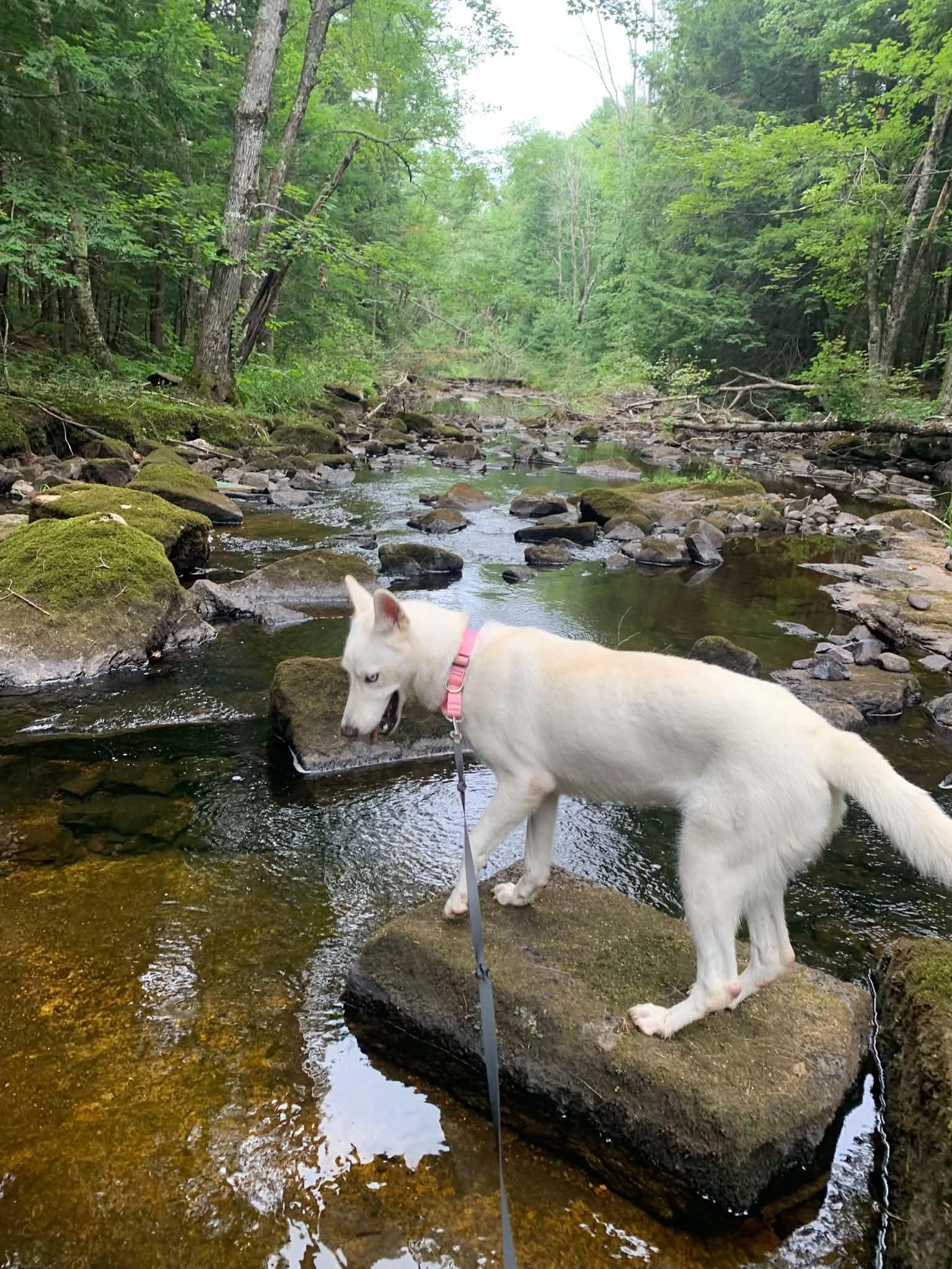 Enlarge MARISSA, a ADOPTABLE mixed breed in Kennebunk , ME image 5/6