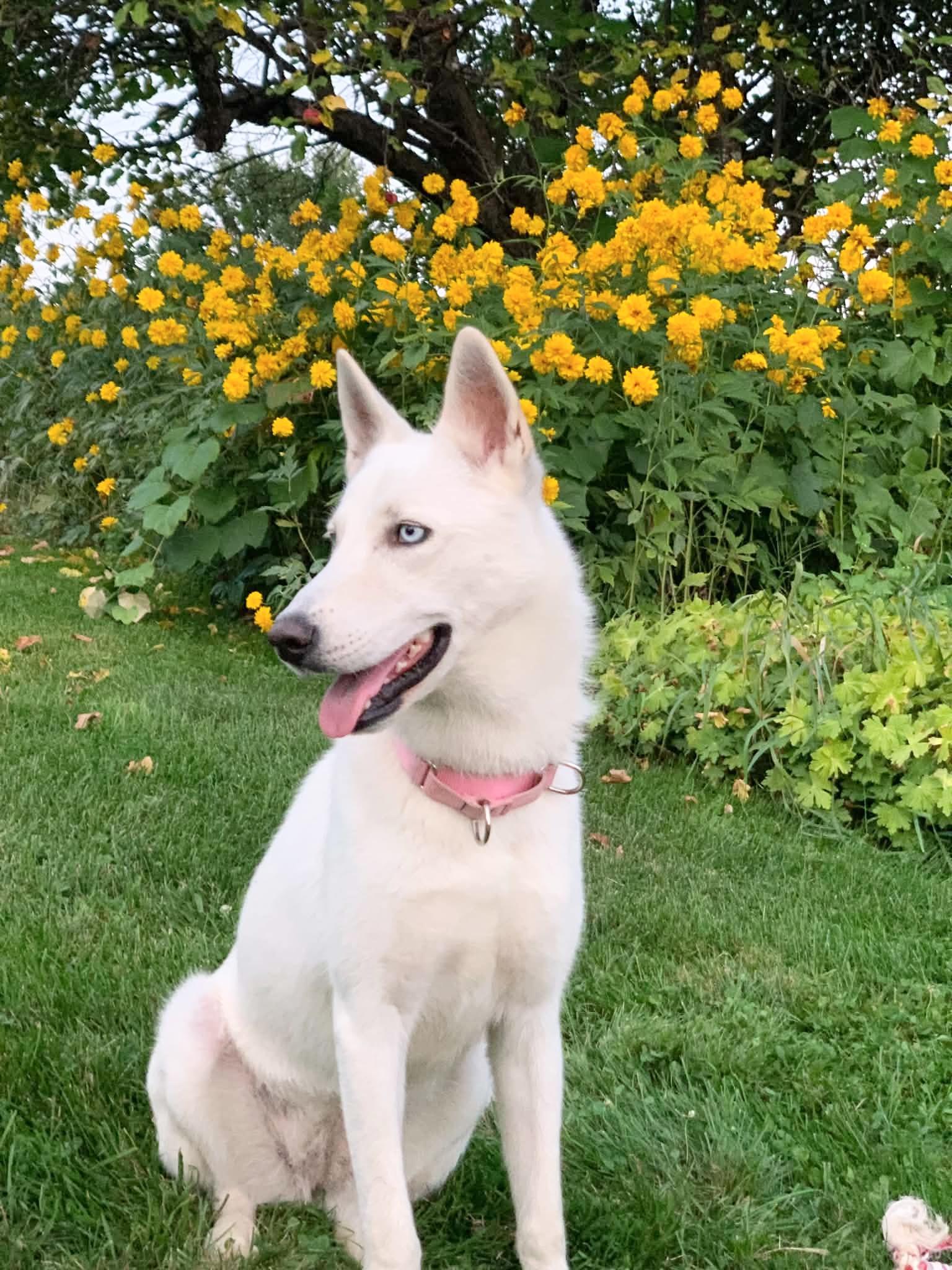 Enlarge MARISSA, a ADOPTABLE mixed breed in Kennebunk , ME image 1/6