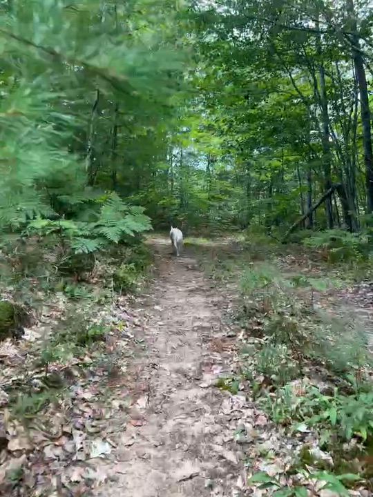 Enlarge MARISSA, a ADOPTABLE mixed breed in Kennebunk , ME video 6/6