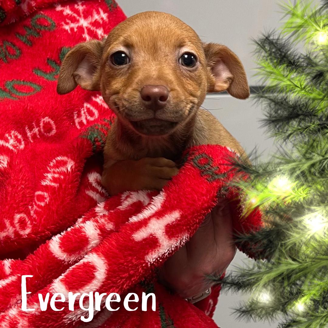 Evergreen, ADOPTABLE, Puppy Female Chihuahua & Mixed Breed.