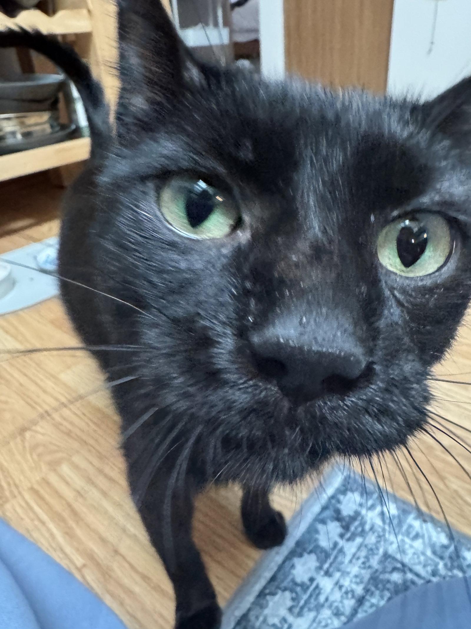 Zeke, a Adoptable Domestic Short Hair in Wheaton, IL image 1/3