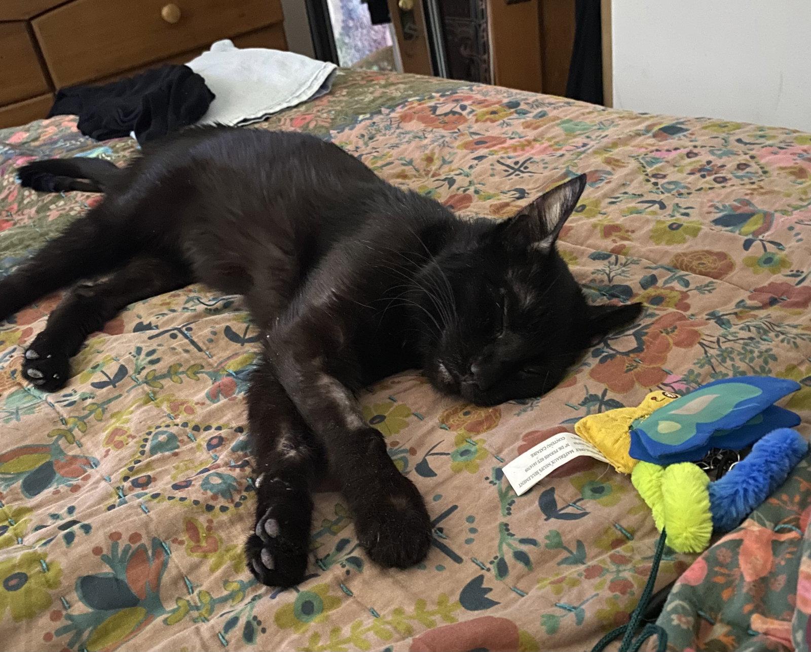 Zeke, a Adoptable Domestic Short Hair in Wheaton, IL image 2/3
