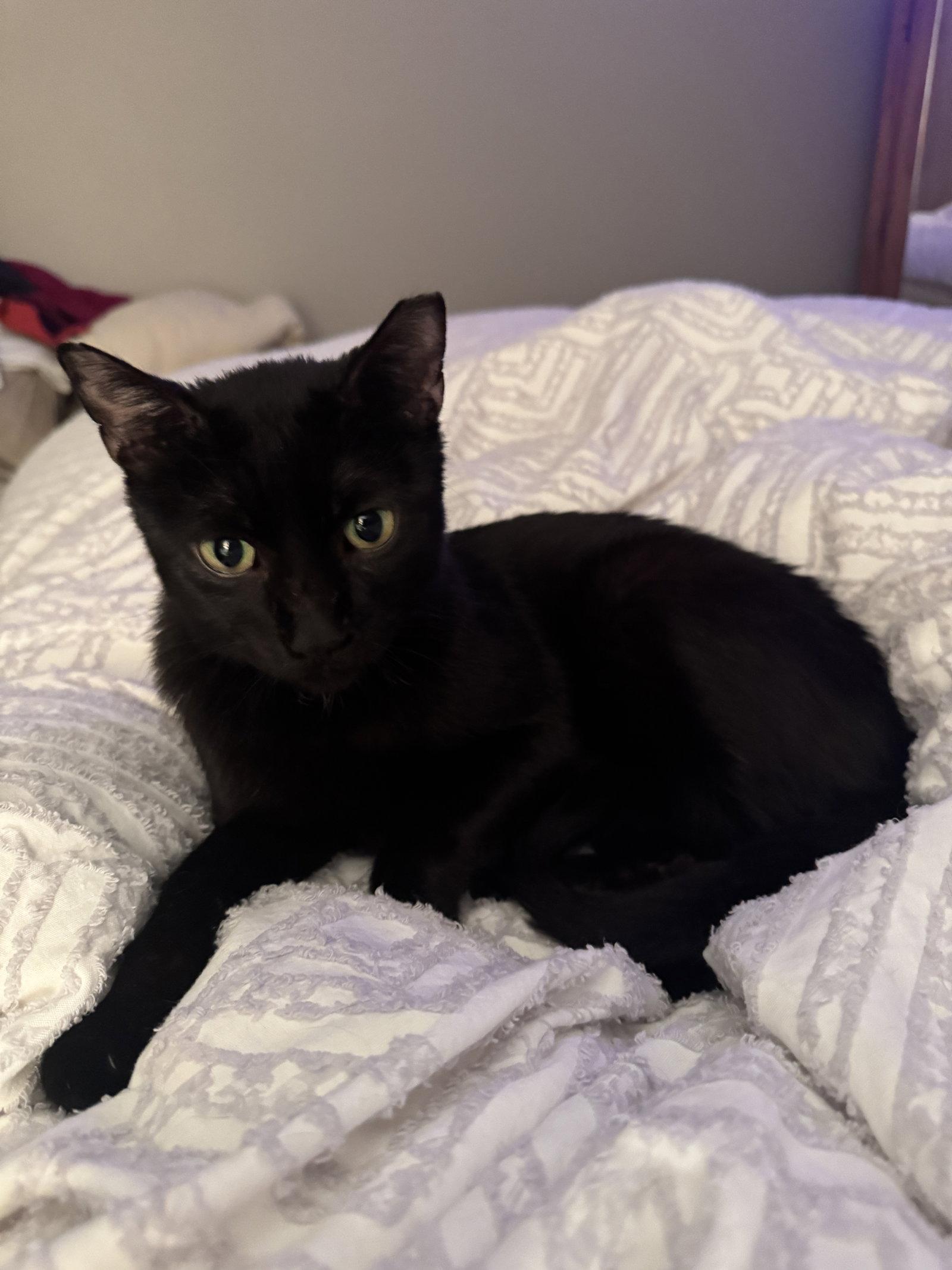 Zeke, a Adoptable Domestic Short Hair in Wheaton, IL image 3/3
