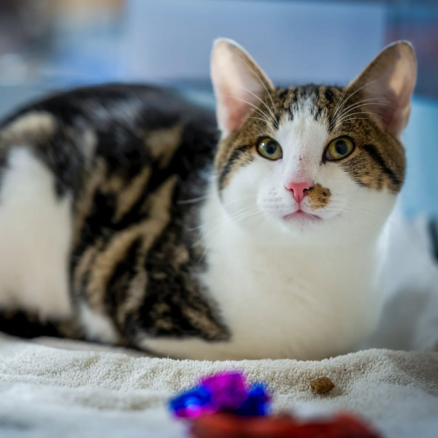 Joy, adoptable, Young Female Tiger.