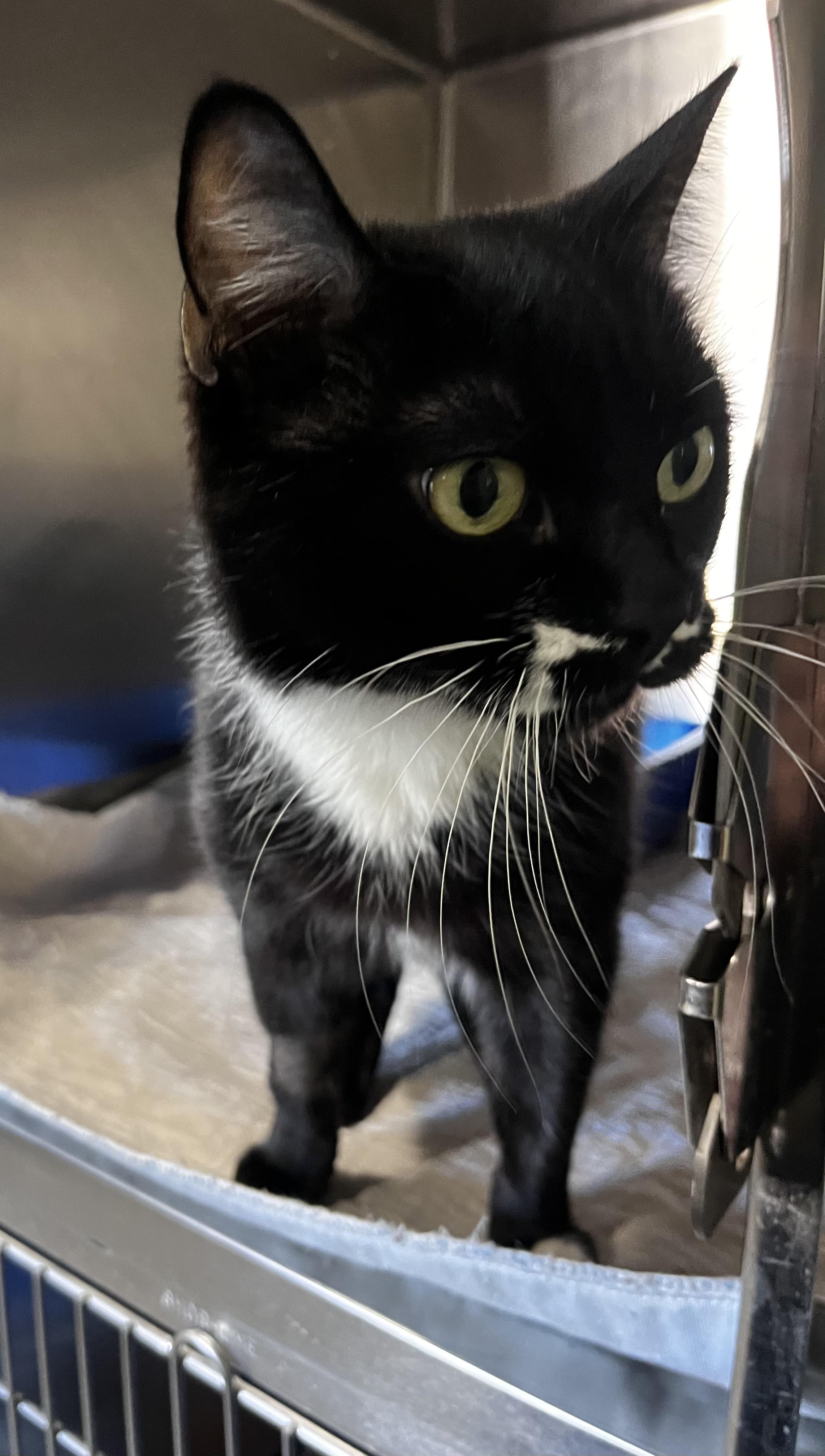 Enlarge Olive (Working Cat), a ADOPTABLE Domestic Short Hair in Blackstone, MA image 3/4