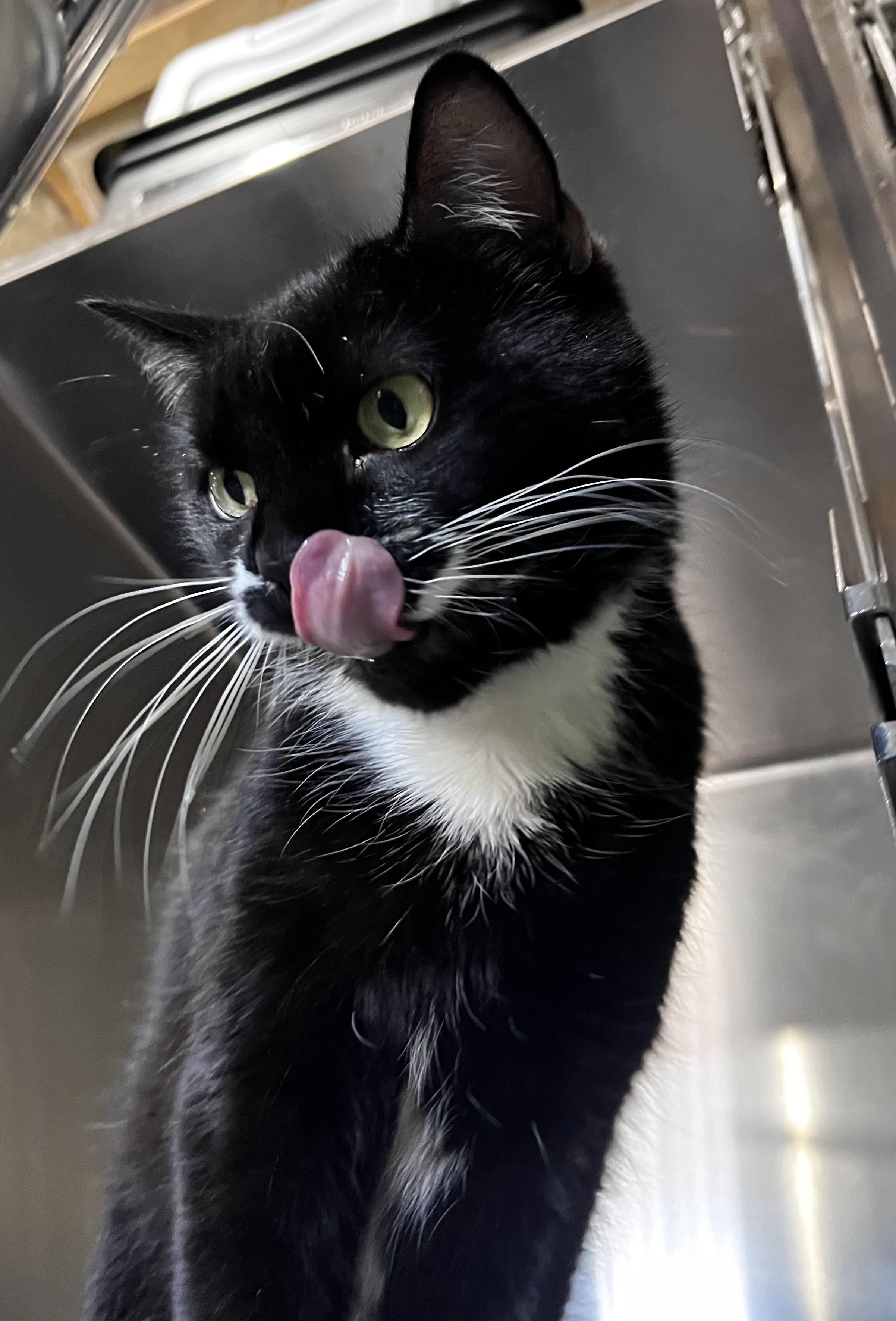 Enlarge Olive (Working Cat), a ADOPTABLE Domestic Short Hair in Blackstone, MA image 4/4