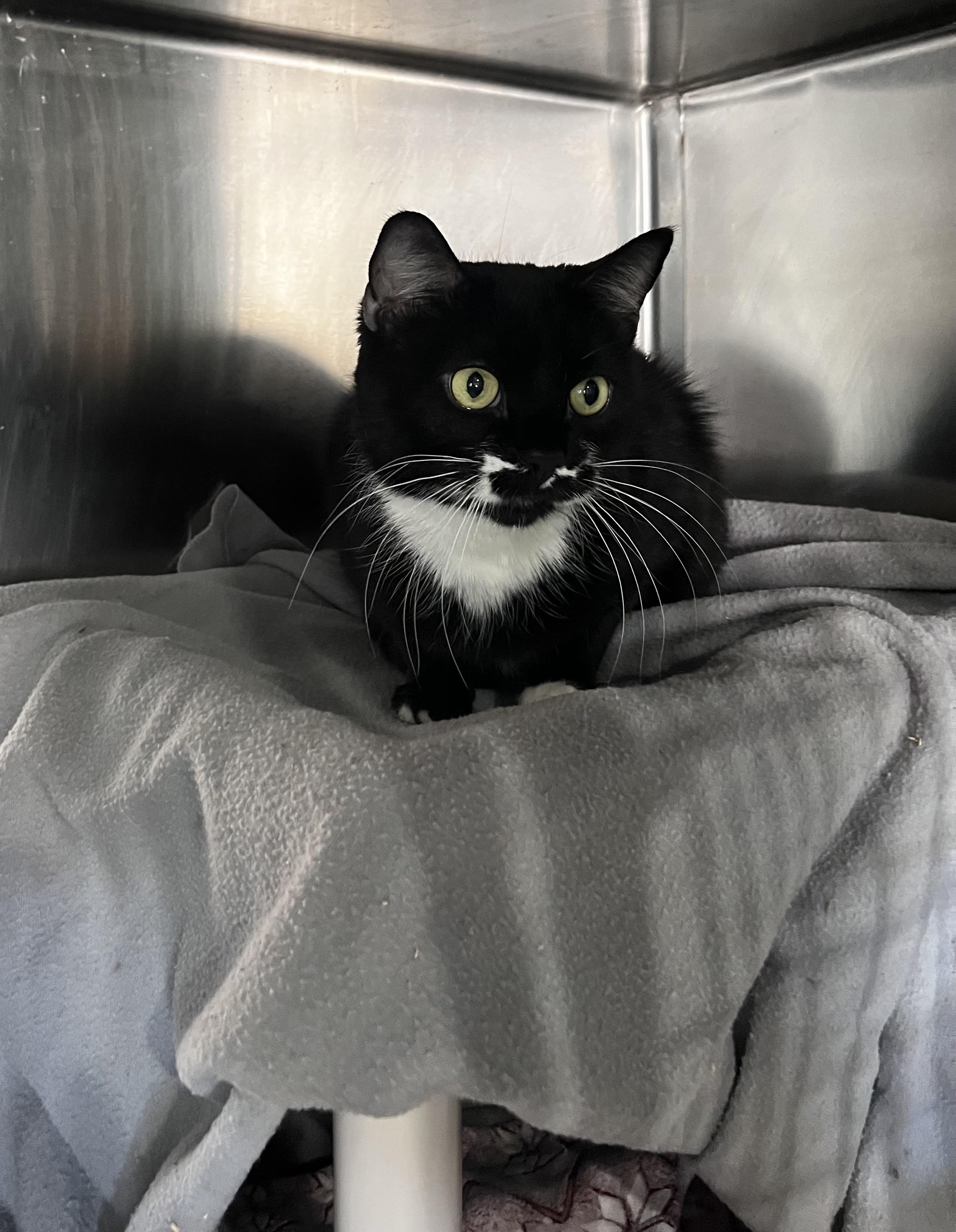 Enlarge Olive (Working Cat), a ADOPTABLE Domestic Short Hair in Blackstone, MA image 1/4