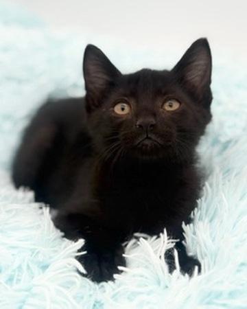 Enlarge Yuzu, an adoptable Domestic Short Hair in Covington, LA image 2/6