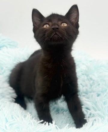 Enlarge Yuzu, an adoptable Domestic Short Hair in Covington, LA image 5/6