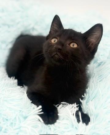 Enlarge Yuzu, an adoptable Domestic Short Hair in Covington, LA image 1/6