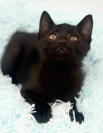 Enlarge Yuzu, an adoptable Domestic Short Hair in Covington, LA image 4/6