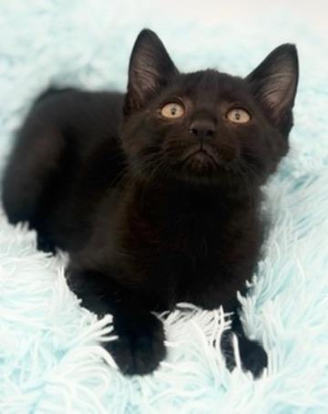 Enlarge Yuzu, an adoptable Domestic Short Hair in Covington, LA image 6/6