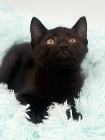 Enlarge Yuzu, an adoptable Domestic Short Hair in Covington, LA image 3/6