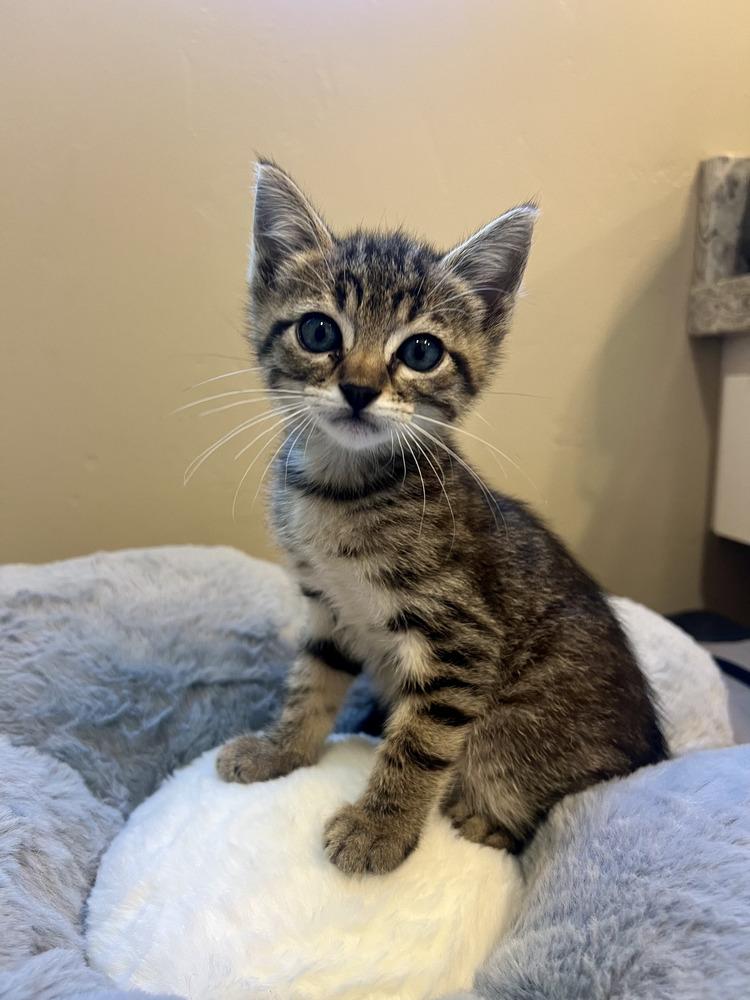 Bam Bam, Adoptable, Kitten Male Domestic Short Hair.