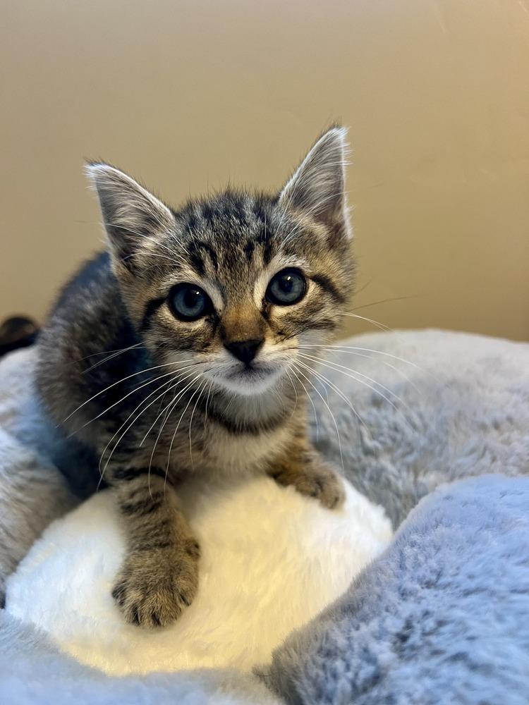Enlarge Bam Bam, a Adoptable Domestic Short Hair in Salinas, CA image 2/3
