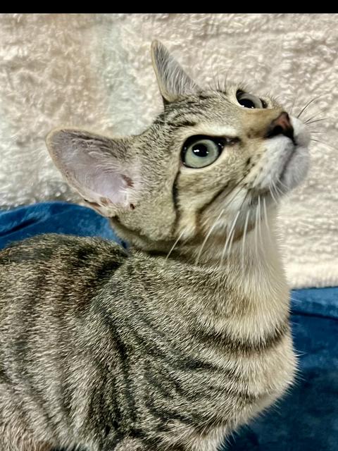 Enlarge Bam Bam, a Adoptable Domestic Short Hair in Salinas, CA image 3/3