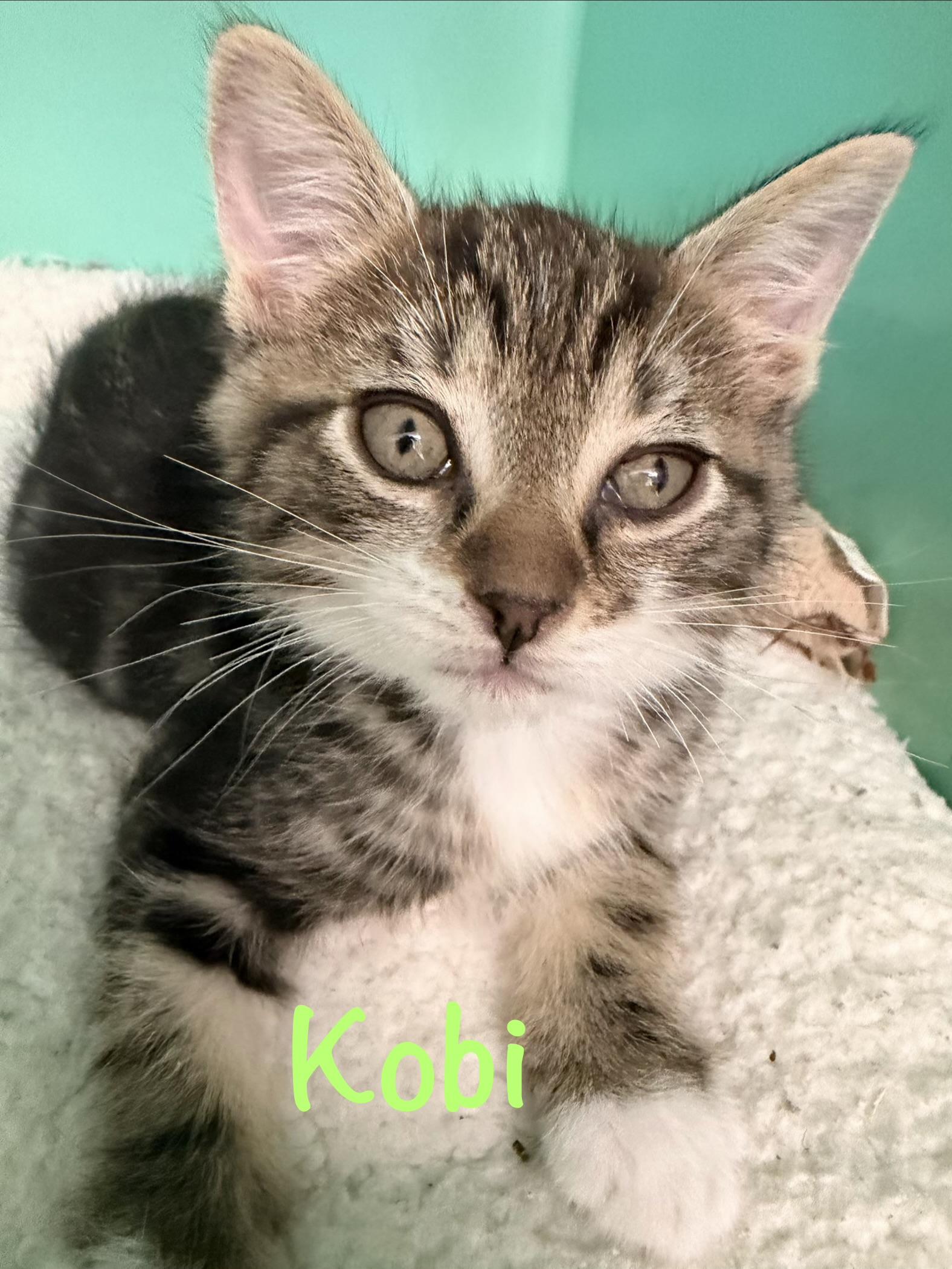 Kobi, a ADOPTABLE Tabby in Crescent City, CA image 2/2