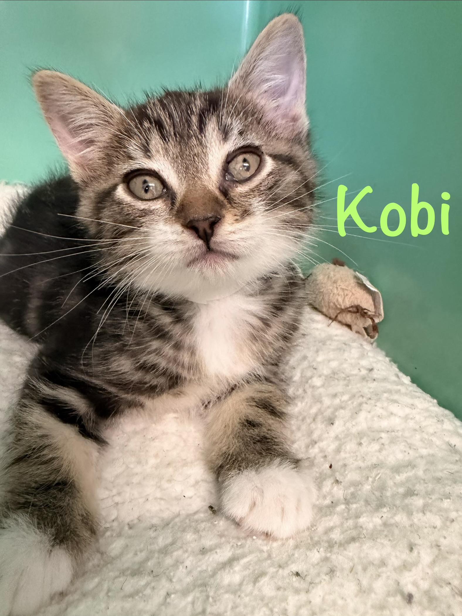 Kobi, a ADOPTABLE Tabby in Crescent City, CA image 1/2