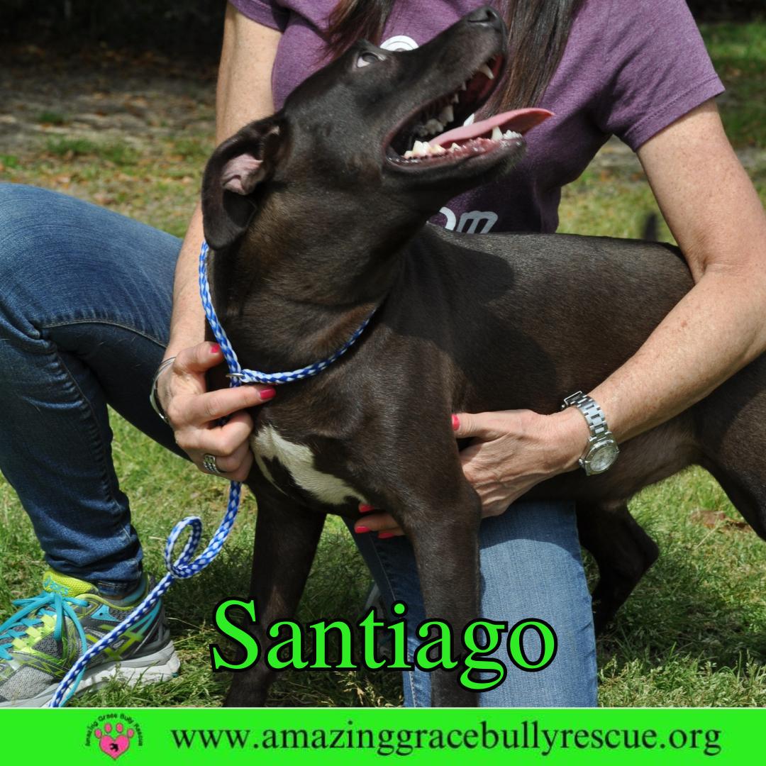 Santiago, Adoptable, Young Male Labrador Retriever.