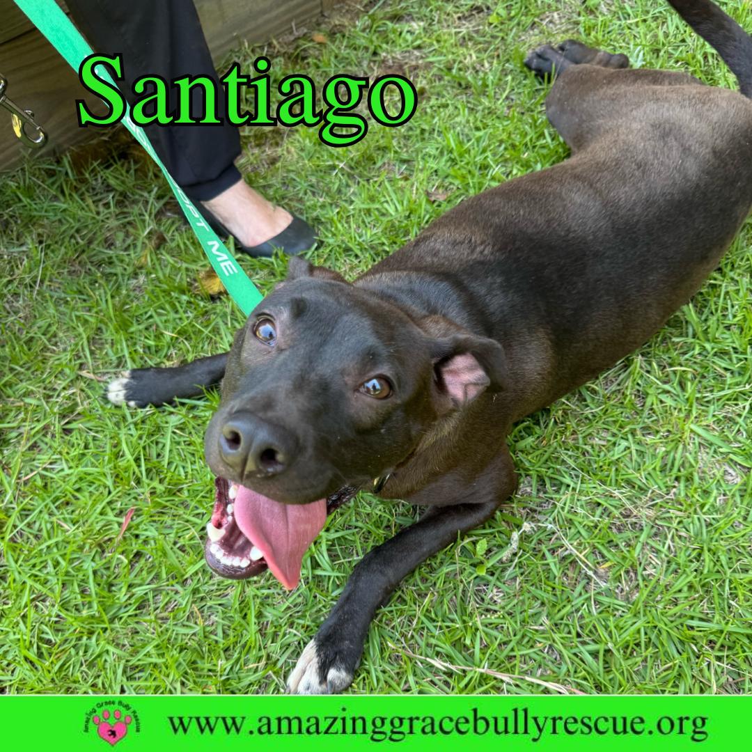 Santiago, a Adoptable Labrador Retriever in Pensacola, FL image 2/3