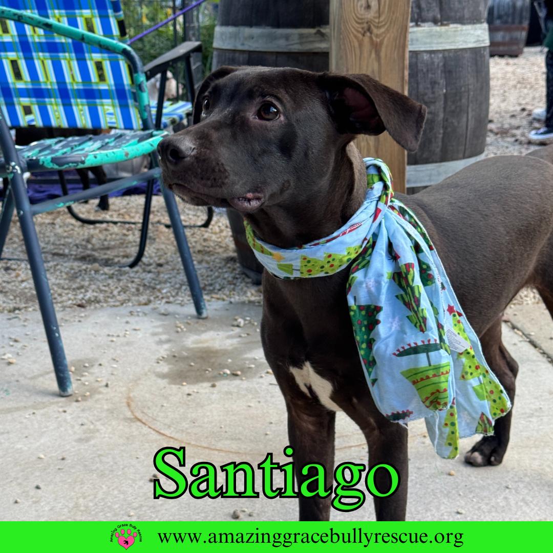 Enlarge Santiago, a Adoptable Labrador Retriever in Pensacola, FL image 1/3