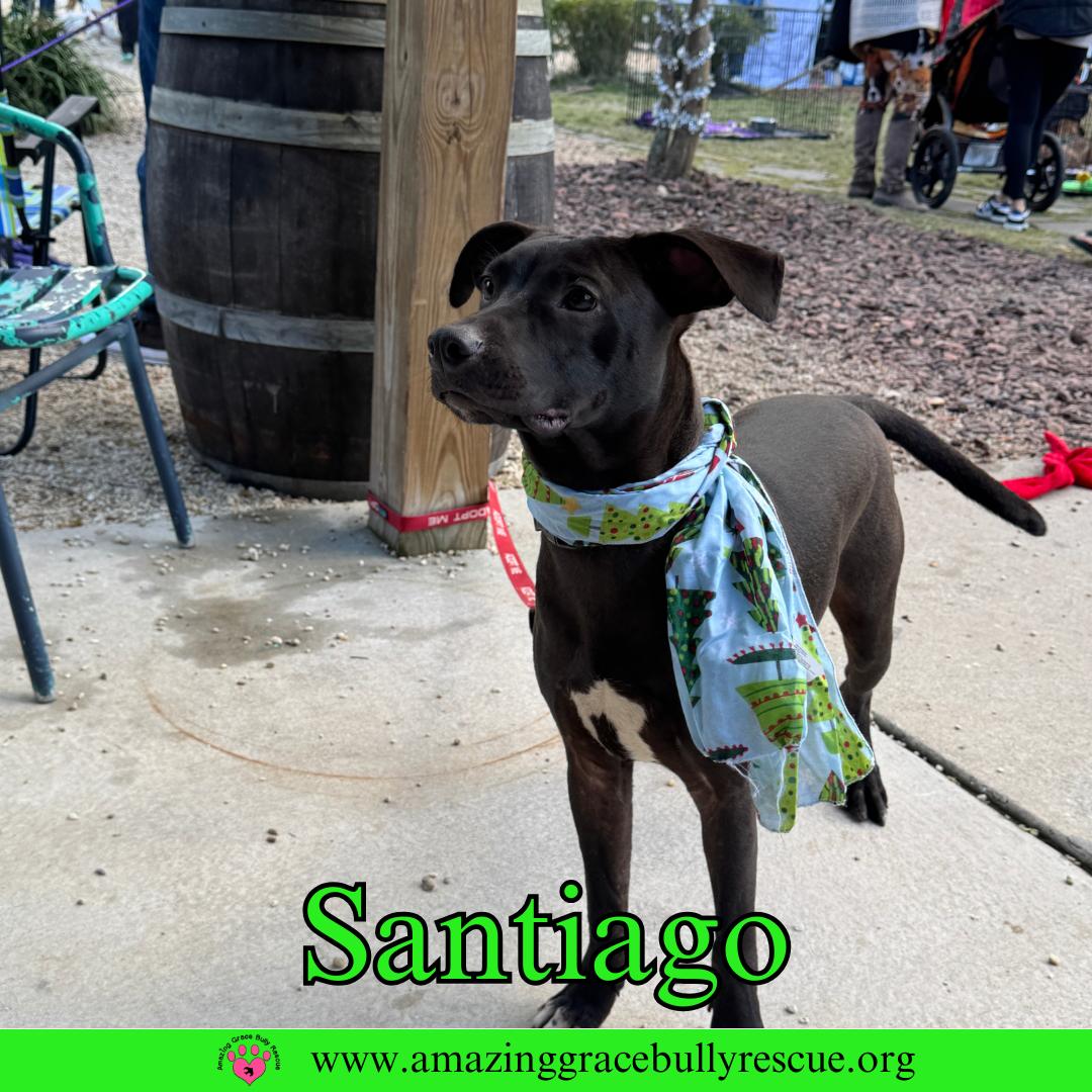 Enlarge Santiago, a Adoptable Labrador Retriever in Pensacola, FL image 2/3