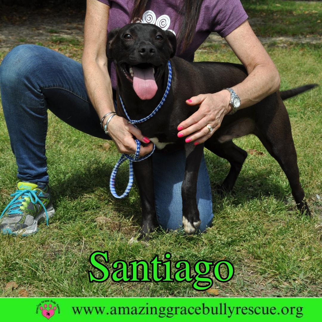 Santiago, a Adoptable Labrador Retriever in Pensacola, FL image 3/3